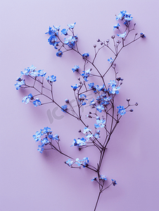 紫色背景顶视图上带蓝色花朵的满天星枝
