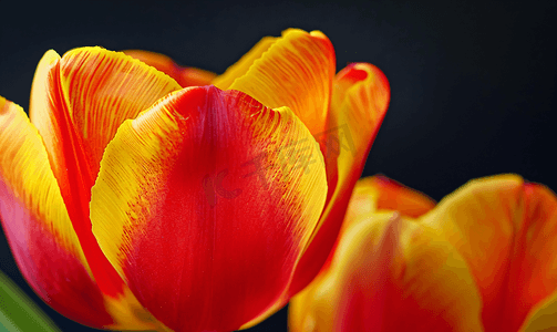 黄色和红色郁金香从内部发光的微距花卉照片