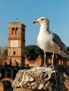 罗马帝国论坛上的海鸥