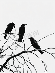 流汗乌鸦摄影照片_一群乌鸦坐在树上