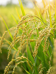 茉莉花稻田特写黄稻种子成熟和绿叶