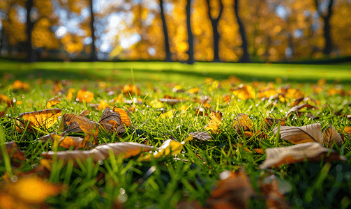 秋季动物摄影照片_秋季田野上的草和植被