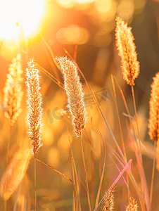 森林花卉摄影照片_密切关注鲜艳的花草背景为明亮的金色光芒模糊