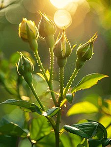关闭玫瑰花蕾与阳光眩光概念照片