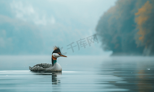漂浮在多瑙河上的凤头鸊鷉鸟