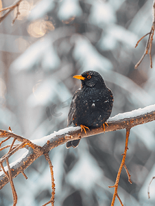冬天黑鸟坐在树枝上