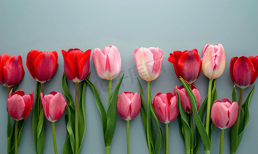 春天的花朵横幅一束红色和粉红色的郁金香花