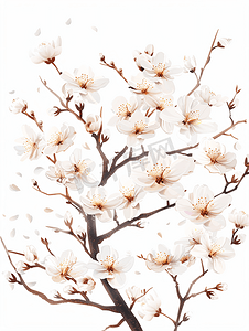 开花的树开着白花春天开花背景