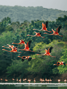 古巴西恩富戈斯附近的瓜纳罗卡湖上空飞翔的粉红色火烈鸟群