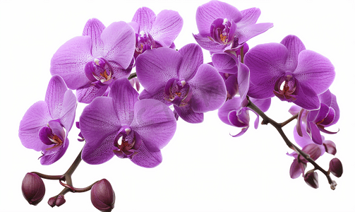 兰花背景摄影照片_紫色蝴蝶兰花孤立在白色与修剪路径