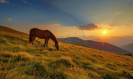 日落时马在山间草甸上吃草