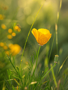 野花草甸中加州罂粟花的近距离观察选择性聚焦