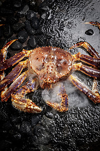 黑色鹅卵石上的深海阿拉斯加帝王蟹