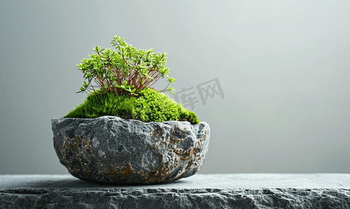 灰色背景中石头制成的讲台上盆里的绿色苔藓