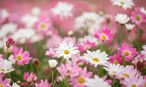 阳光明媚的日子里草地上开满了白色和粉色的春雏菊花