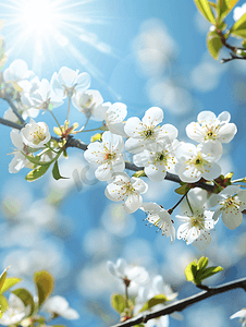 照片春天盛开的白色花朵和天空中的阳光摄影