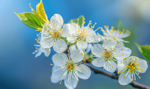 樱桃树盛开摄影照片_美丽的樱桃树盛开着娇嫩的花朵令人叹为观止的春花