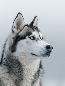奇异色摄影照片_西伯利亚哈士奇狗侧面肖像与黑灰色白色外套颜色可爱的雪橇犬品种