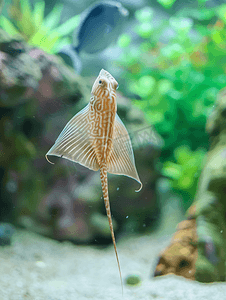 黄貂鱼在玻璃水族馆里缓慢游动