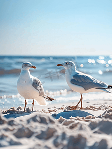 在波罗的海附近沙滩上行走的海鸥