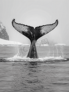 冰川湾摄影照片_阿拉斯加黑白冰川湾座头鲸尾巴飞溅