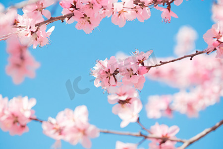 迎春巨惠摄影照片_春天户外盛开的桃花