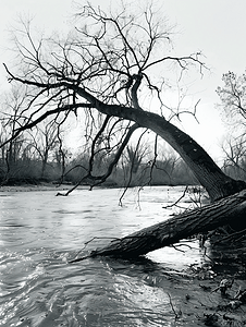 黄色树桩摄影照片_黑色和白色倒下的树河场景
