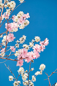 迎春接福png摄影照片_春天户外盛开的桃花