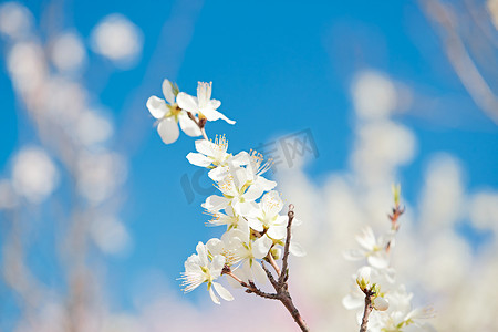 春风送信摄影照片_春天户外盛开的桃花
