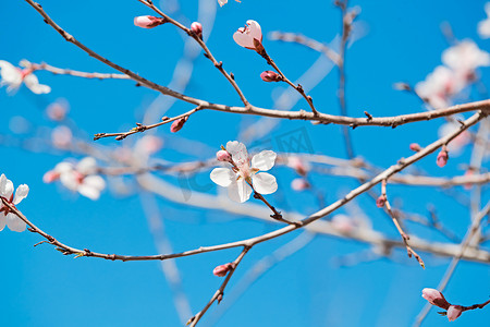 迎春巨惠摄影照片_春天户外盛开的桃花