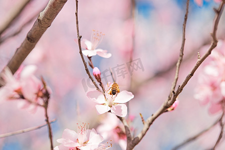 迎春接福png摄影照片_春天在盛开的桃花上忙碌的蜜蜂