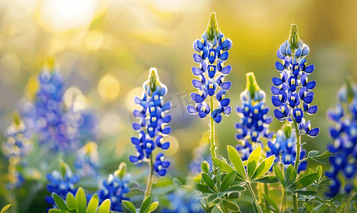 四川蓝花楹摄影照片_春天盛开的蓝帽花是德克萨斯州的州花