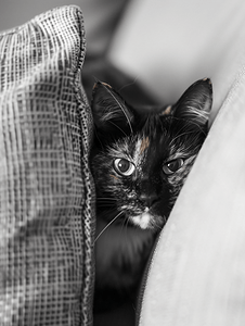 躲在沙发后面的玳瑁猫黑白相间