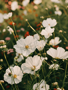 花园花卉背景中可爱的白色切花