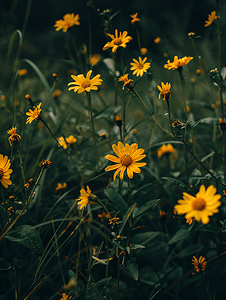 田中瞳写真摄影照片_深色背景中的黄色夏田花药用植物