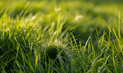 绿草中蓬松的吹球头的特写