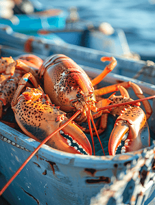 水龙虾摄影照片_渔船上的新鲜龙虾