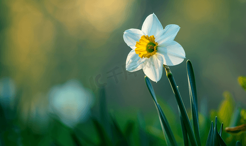 水仙线稿摄影照片_一株任性的水仙花照亮了早春的花园