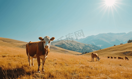 阳光明媚的日子山顶牧场上的奶牛