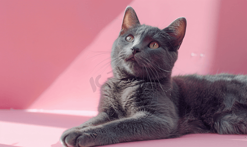 儿童绘画猫摄影照片_躺在粉红色墙上的灰色纯种猫