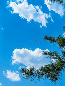车外轮廓摄影照片_蓝天上的白云前景上有松树枝的轮廓
