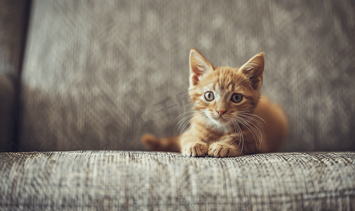 肖像灰色沙发上美丽的小猫摄影