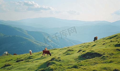 乡村歌舞摄影照片_阳光明媚的日子山顶牧场上的奶牛