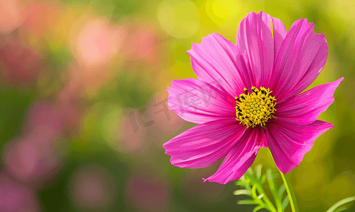 封闭的美丽粉红色波斯菊花在花园自然花中