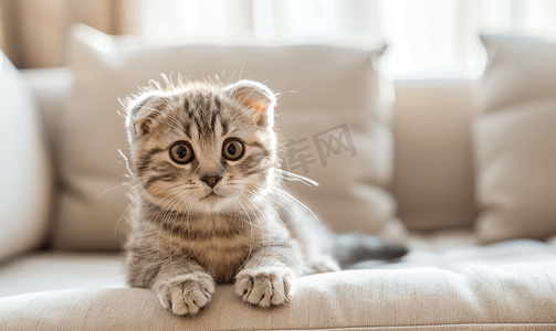 一只可爱的虎斑小猫坐在沙发上可爱的苏格兰折耳小猫