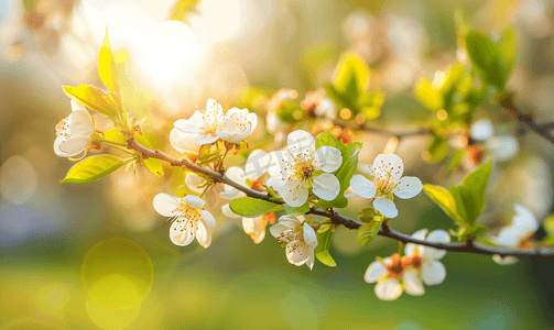 樱桃树盛开摄影照片_春天开花的树的美丽枝条