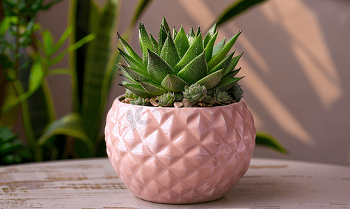 浅粉色陶瓷盆桌上有十二卷多汁植物