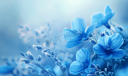 插画背景绿色摄影照片_有一种花是蓝色的插画设计