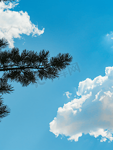 天空的白云摄影照片_蓝天上的白云前景上有松树枝的轮廓