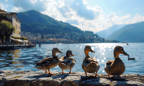 意大利科莫湖上的鸭子